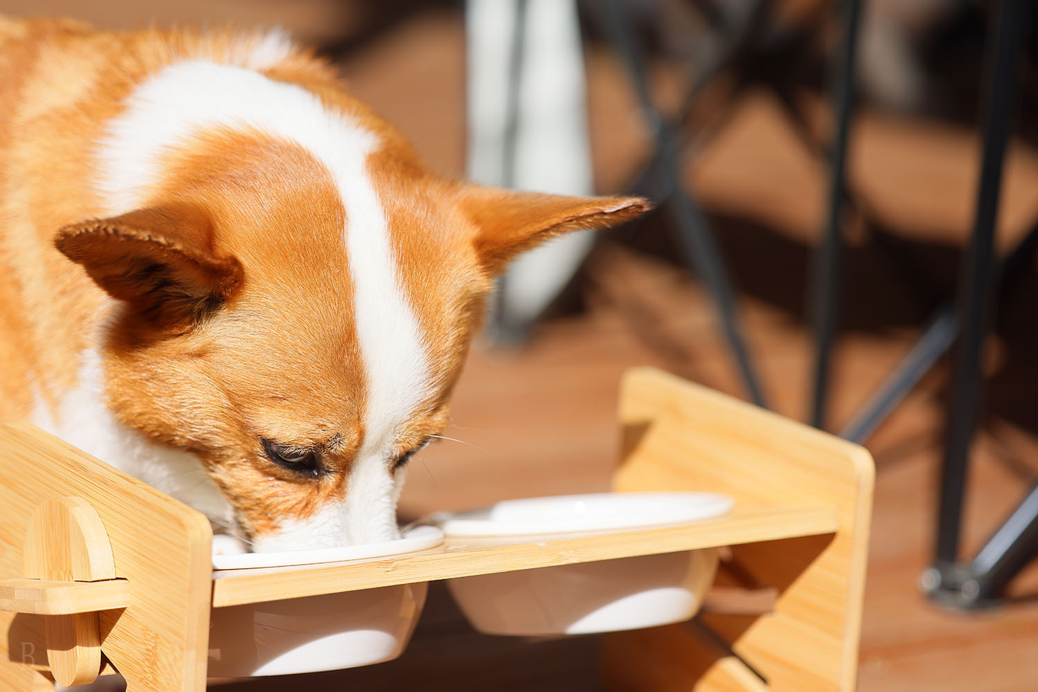 大型犬も宿泊可能・1棟限定 愛犬と泊まれるお部屋