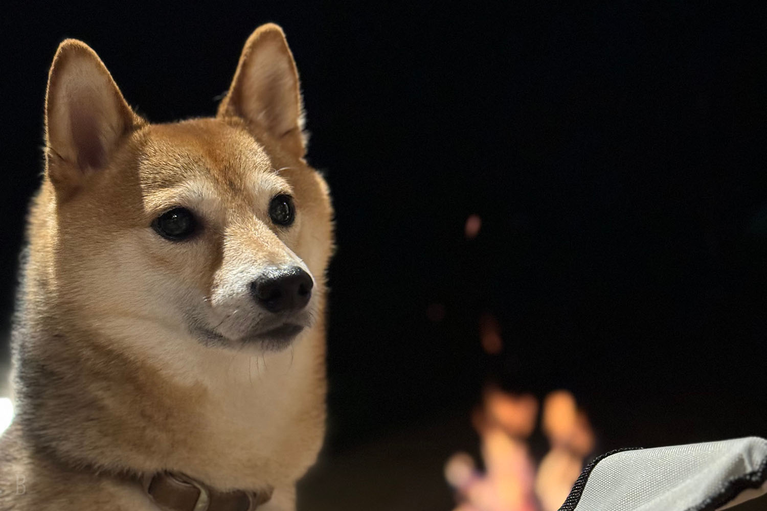 大型犬も宿泊可能・1棟限定 愛犬と泊まれるお部屋