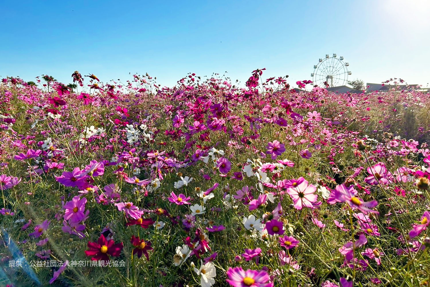 三浦半島の四季を楽しむ 周辺観光も豊富