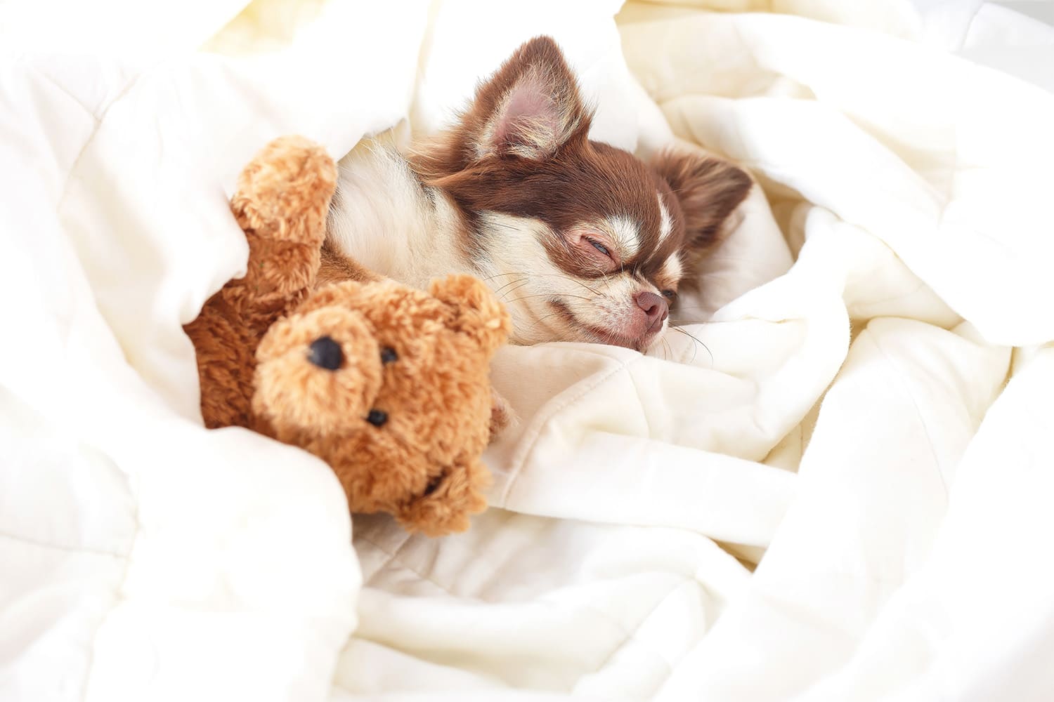 ベッドでの添い寝も可能